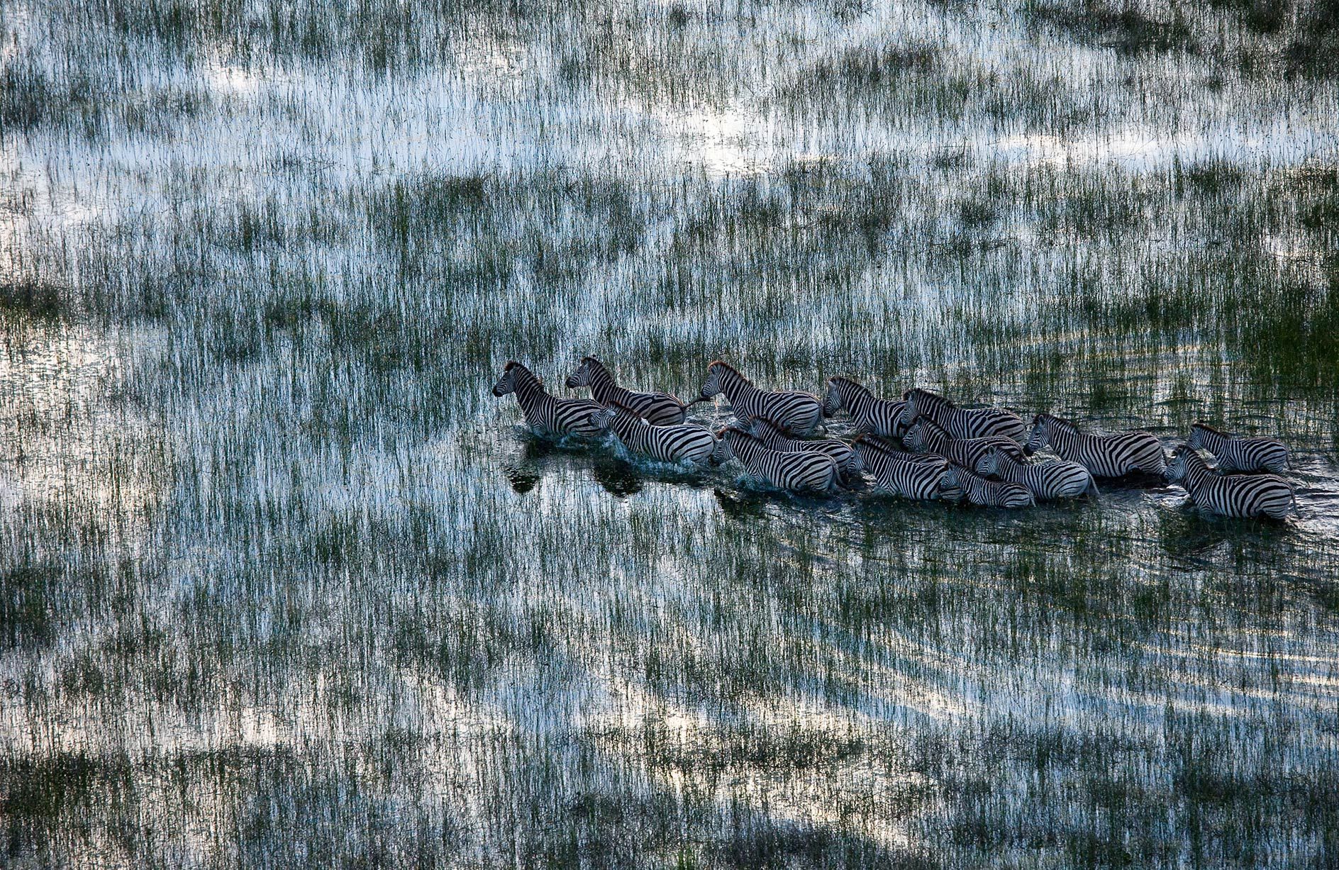 Las mayores migraciones de animales en África