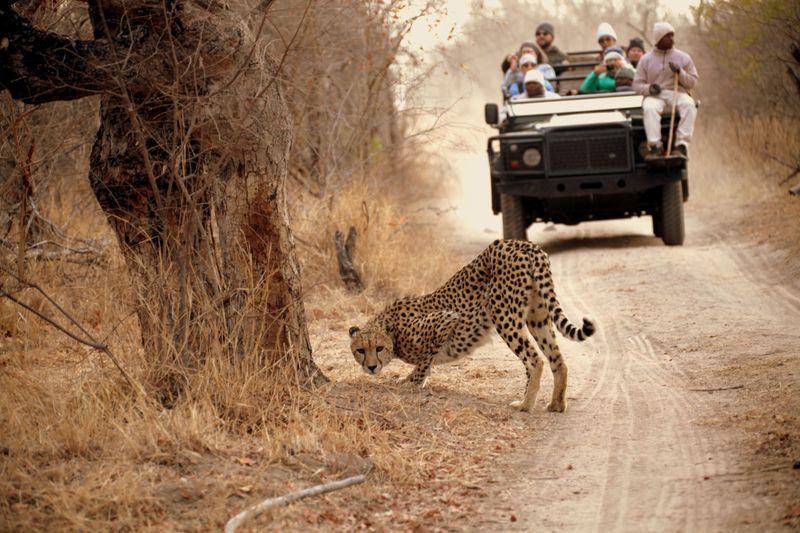 Un guépard sur une route de safari poussiéreuse, devant un véhicule décapotable rempli de touristes.
