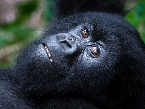 East Africa Blend: Gorilla Trekking & Great Migration