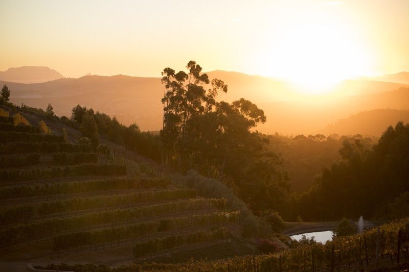 Coucher de soleil sur les vignobles