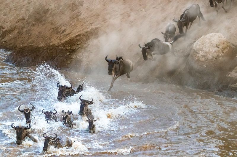 Gnus überqueren Fluss in Kenia in Ostafrika