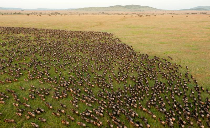 Los ñus acaparando las llanuras abiertas del Serengeti