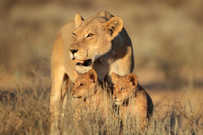 Mother lioness with two cubs