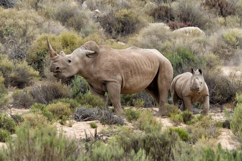 Rhino mom and her calf