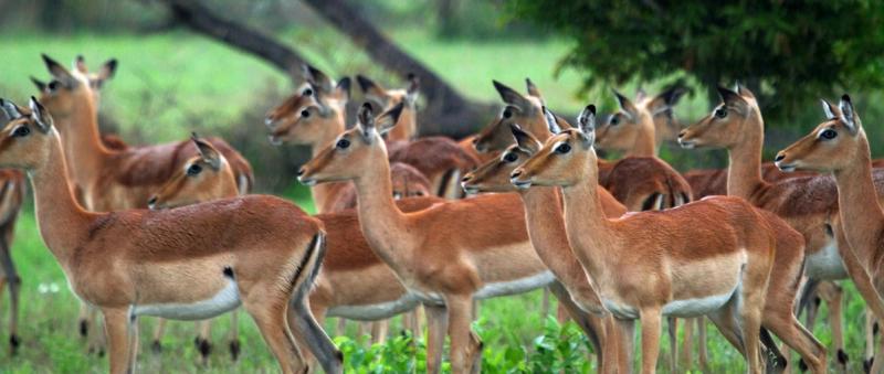 Ulusaba Safari Lodge has many surprises to keep children entertained