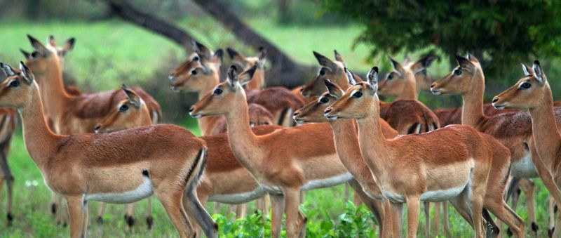 Ulusaba Safari Lodge has many surprises to keep children entertained