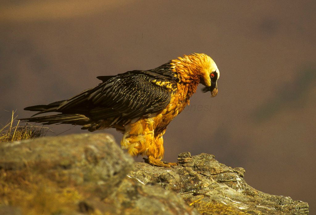 The 10 Most Fascinating Birds in Southern Africa
