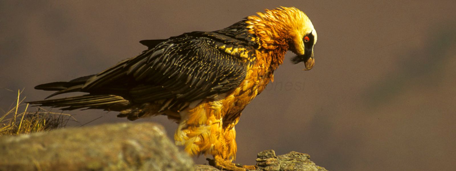 The 10 Most Fascinating Birds in Southern Africa