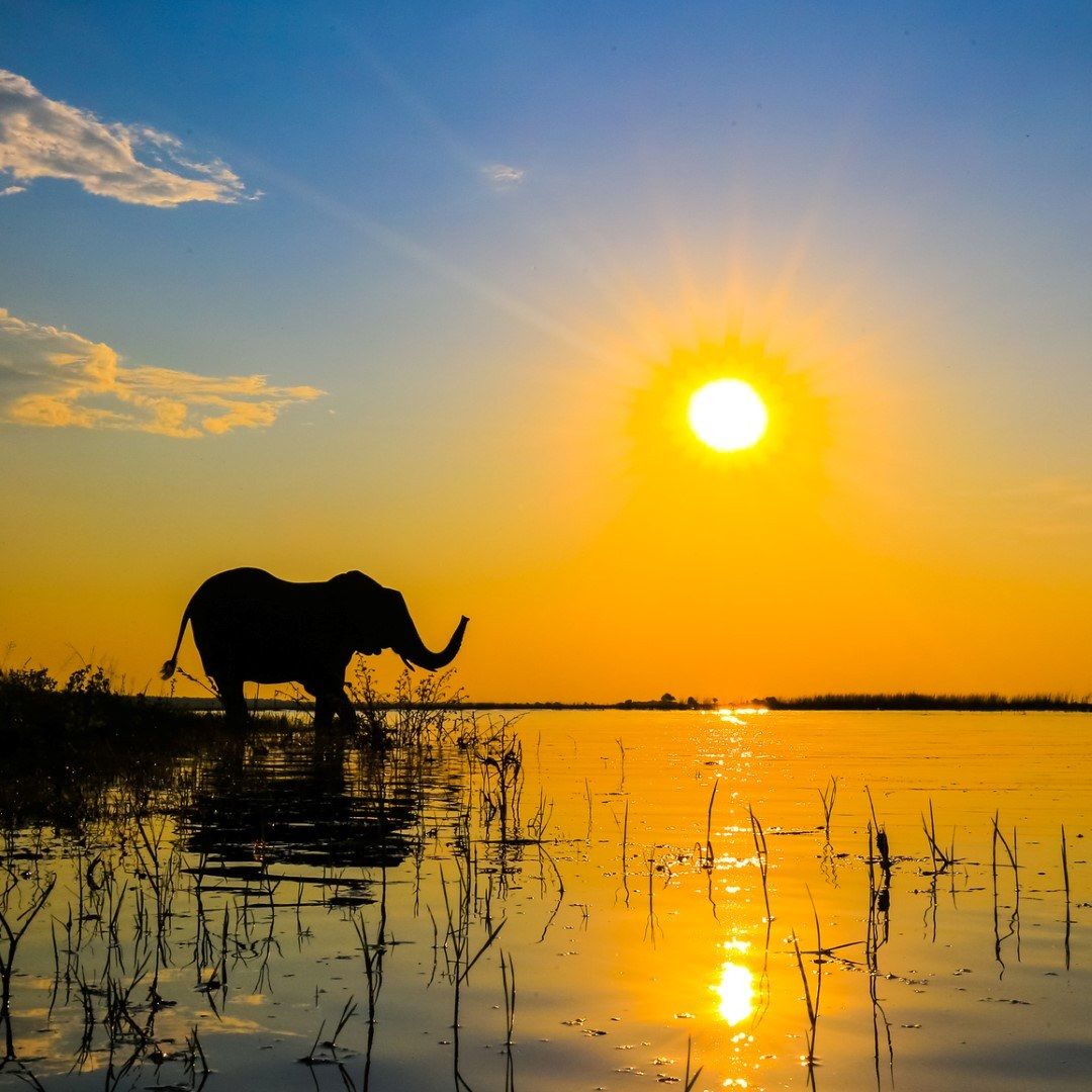 10 Reasons to Book an African Safari Now