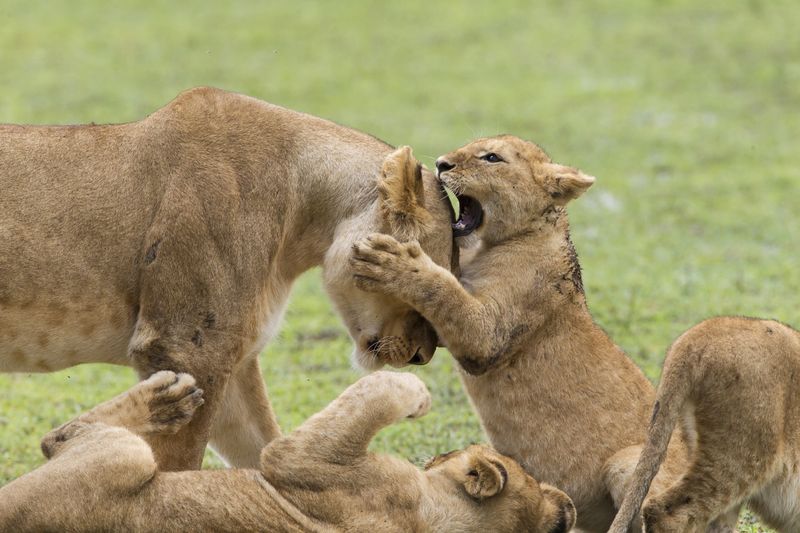 Lion cubs playing with lioness