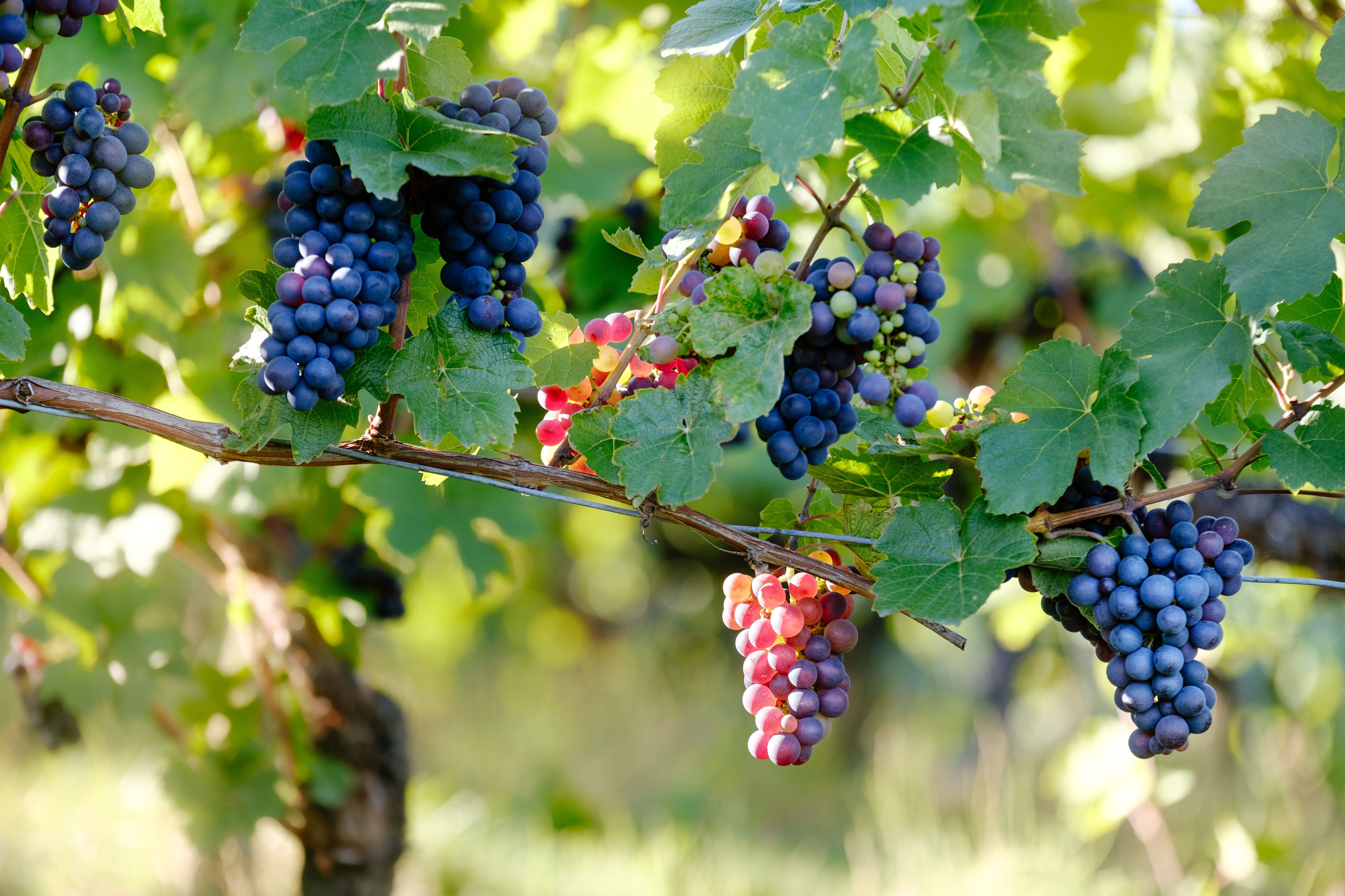 The Constantia Wine Route: Cape Town's Liquid Luxury