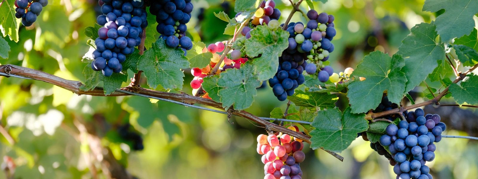 The Constantia Wine Route: Cape Town's Liquid Luxury