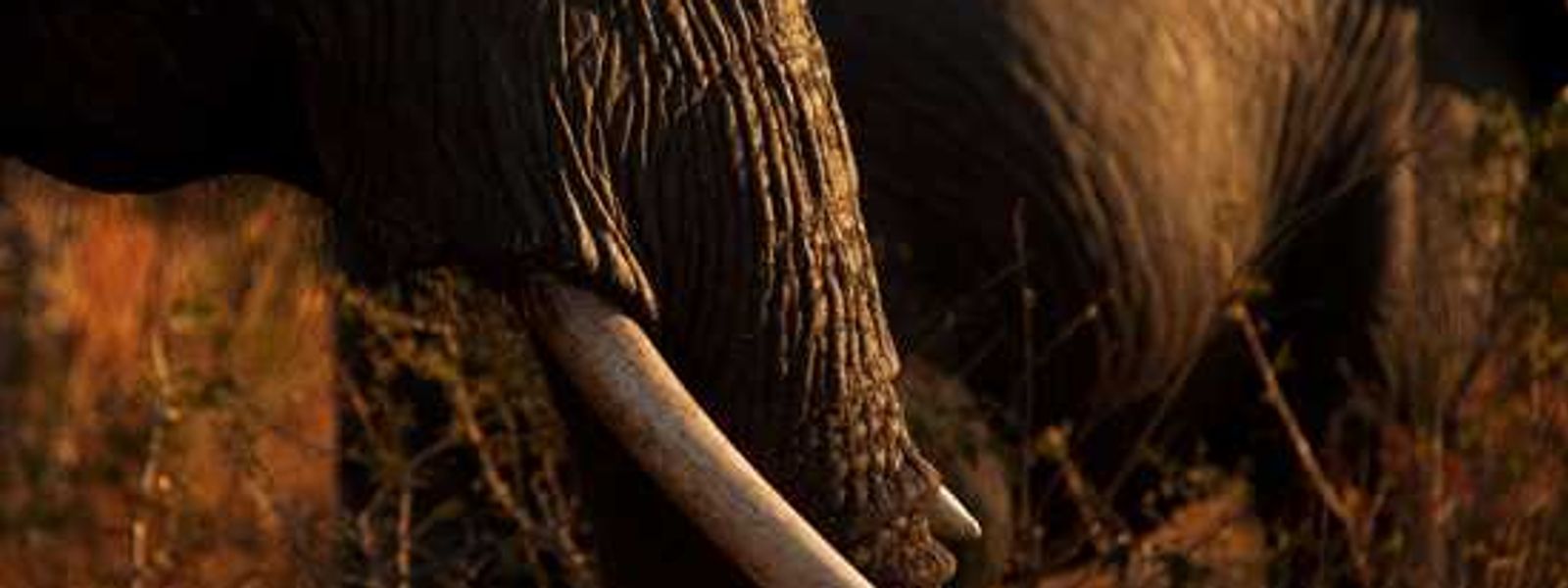 An Incredible Sabi Sand Safari: Part II – Singita Ebony Lodge