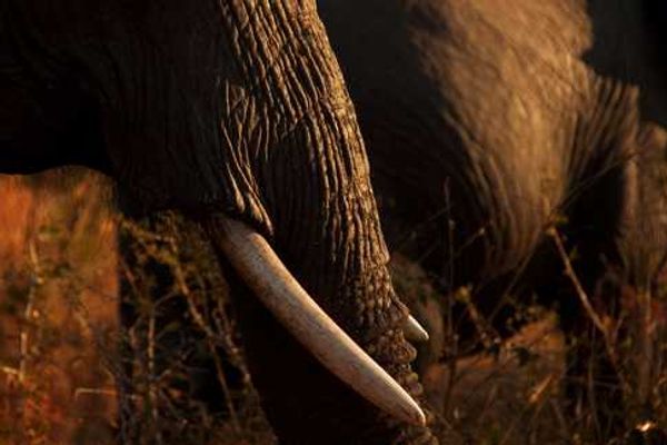 An Incredible Sabi Sand Safari: Part II – Singita Ebony Lodge