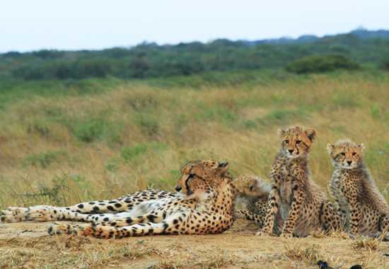 A Closer Look At Phinda Private Game Reserve