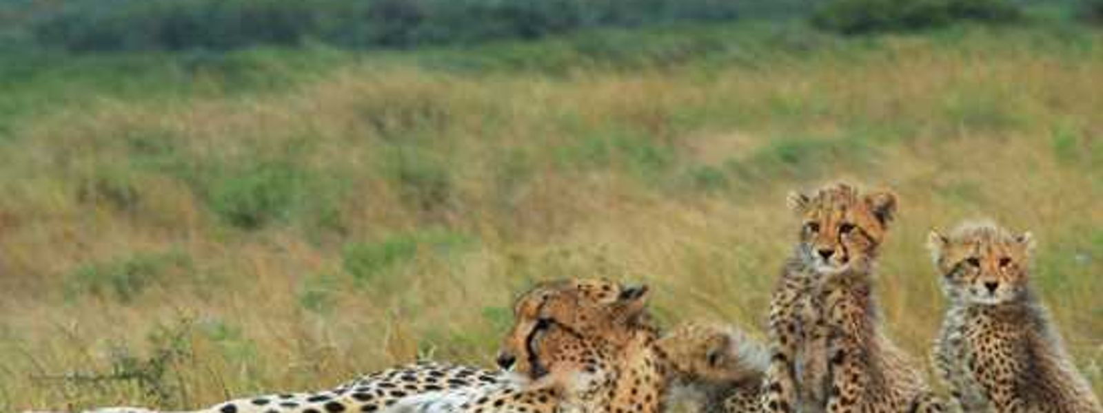 A Closer Look At Phinda Private Game Reserve