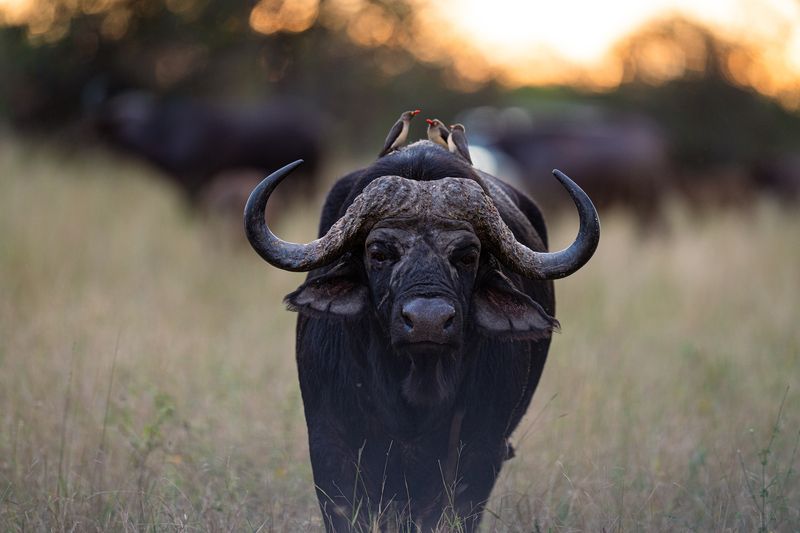 Büffel im Sabi Sand Reservat