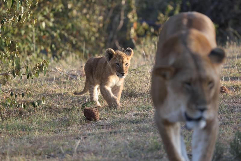 A small lion cub walks through short grass closely following behind an adult lioness in the Maasai Mara, Kenya