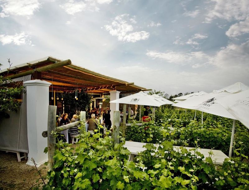 Outdoor dining pergola surrounded by vineyard rows and white umbrellas at sunset