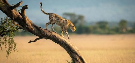 When is the Best Time to Visit Kenya?