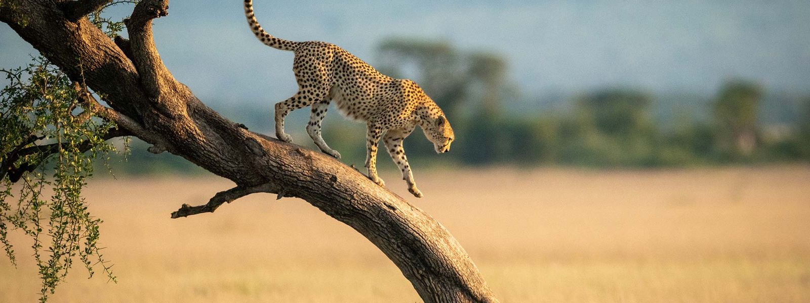 ¿Cuándo es el mejor momento para visitar Kenia?
