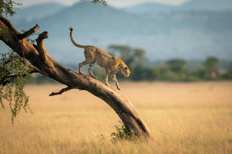 Gepard in der Serengeti