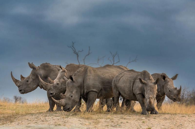 Nashornschutz in Afrika: Eine Gruppe Breitmaulnashörner