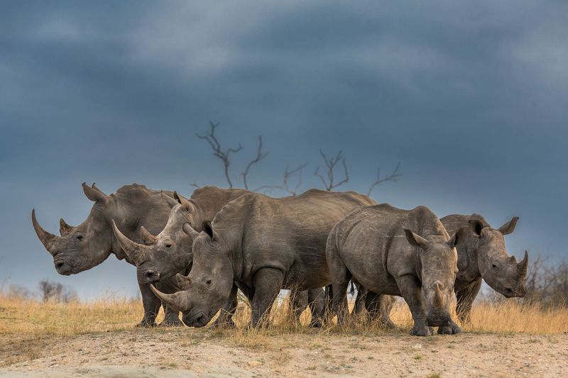 Nashornschutz in Afrika: Eine Gruppe Breitmaulnashörner