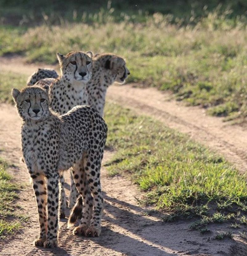 Cheetah are found surveying the road
