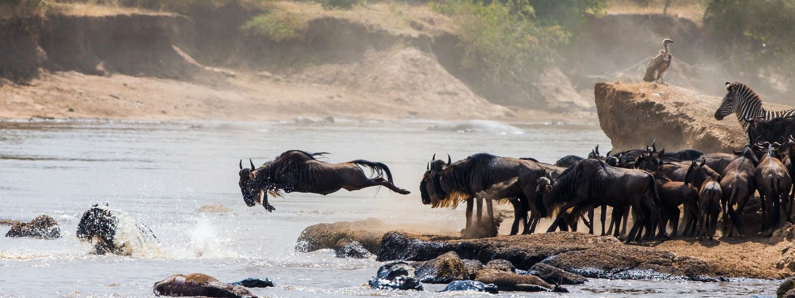 The Great Migration: Safari in Style