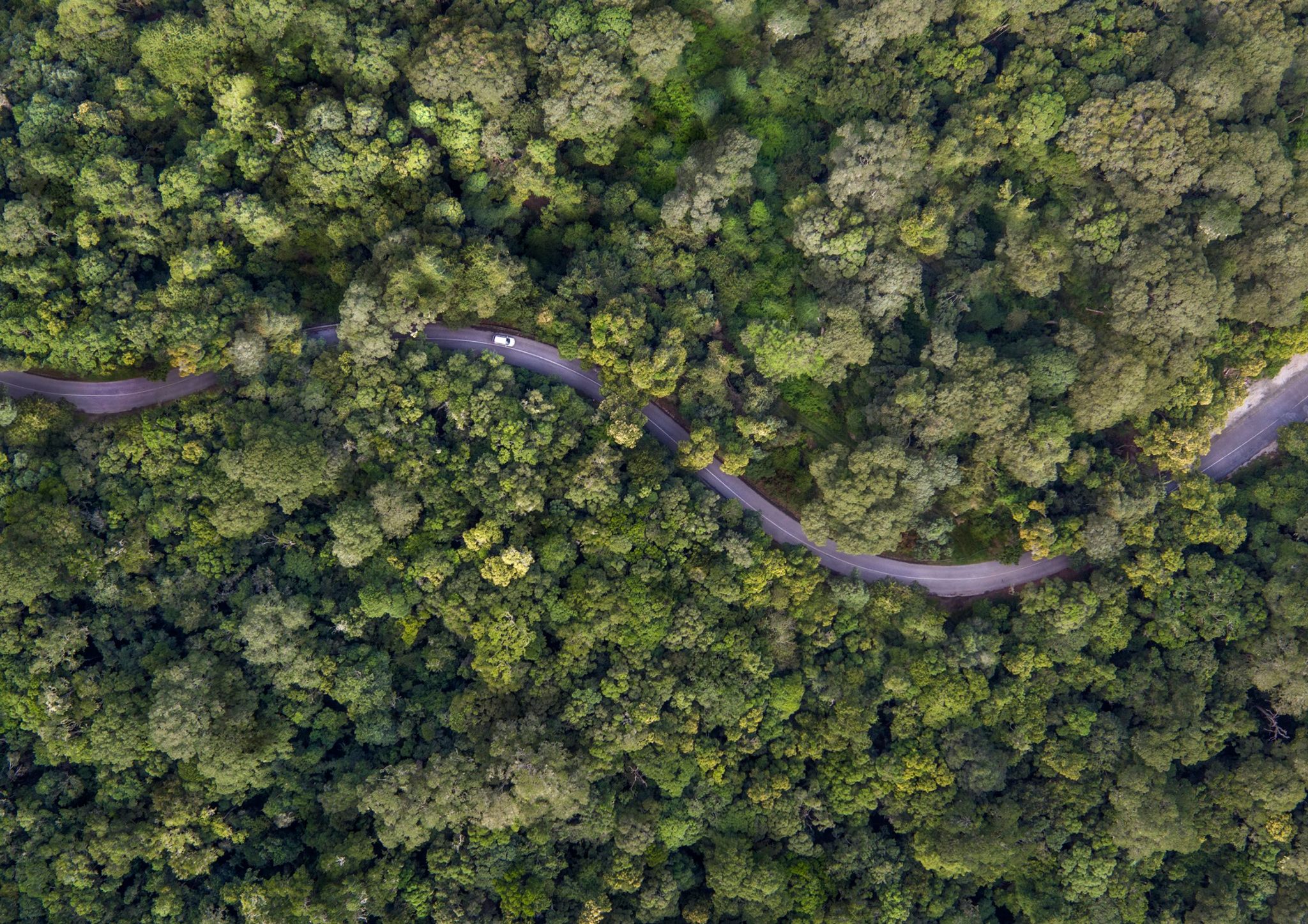 5 Pro Tips for Composition in Wildlife Photography