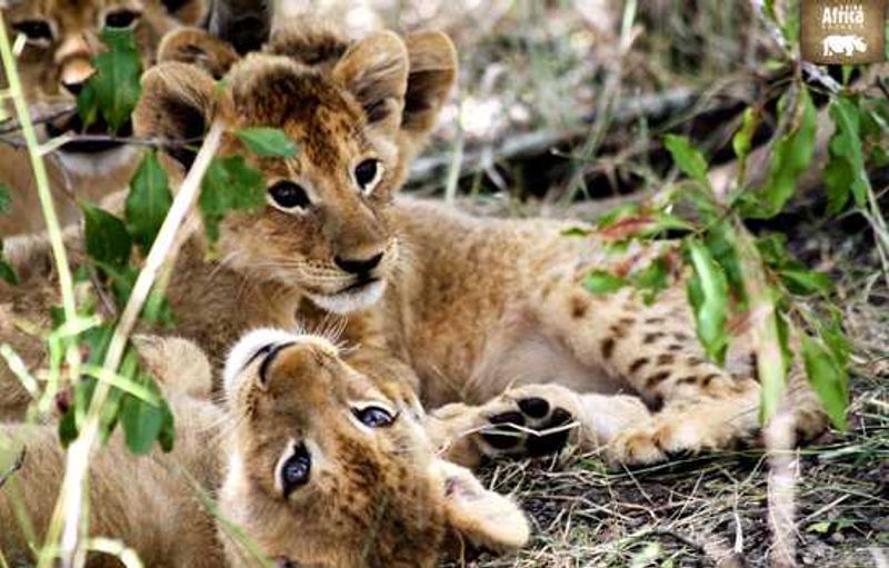 It's playtime for these cubs