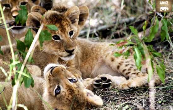 It's playtime for these cubs