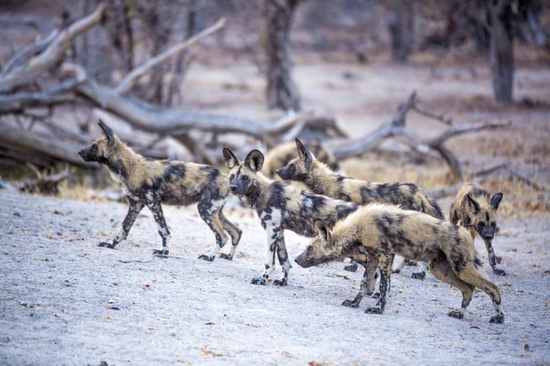 A pack of African wild dogs on the move through Botswana’s dry bushveld