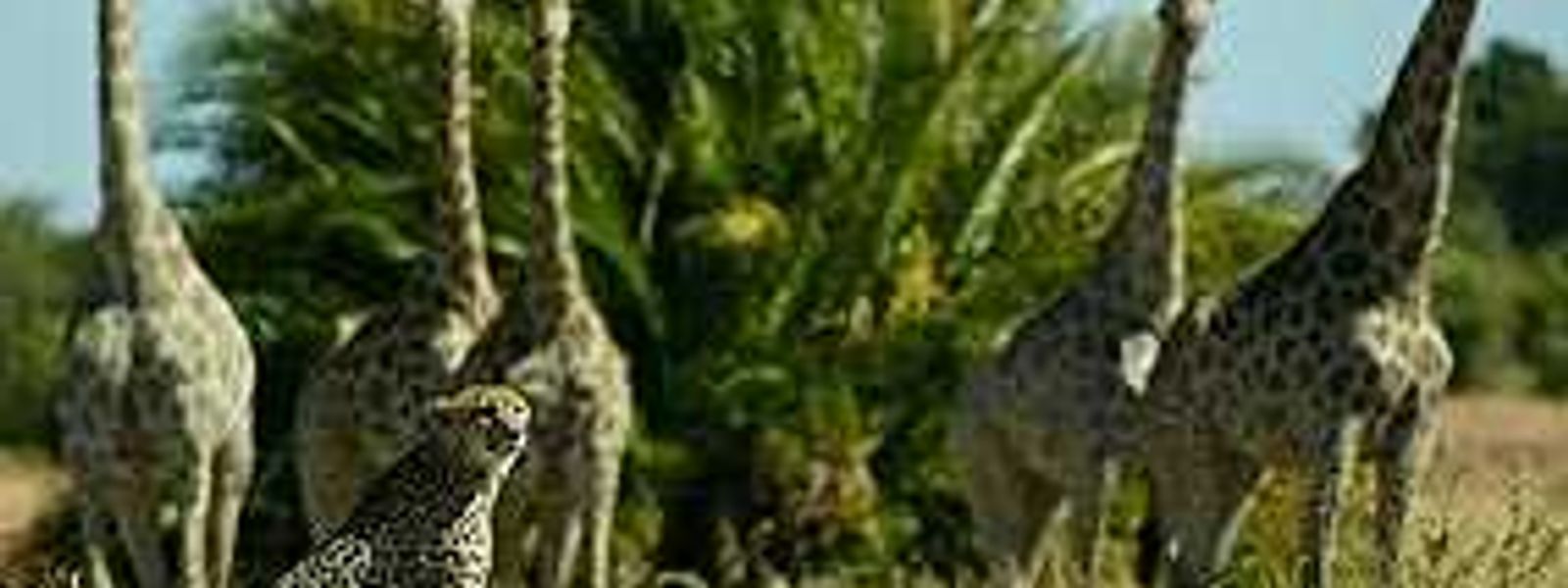 So Very Wonderful in Vumbura!