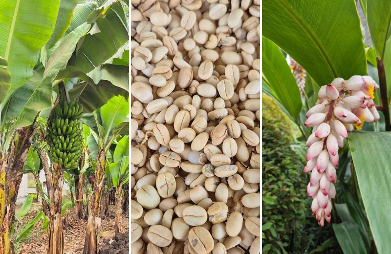 A banana tree, coffee beans, and exotic plant found in the garden's of the Grand Melia Hotel in Arusha, Tanzania