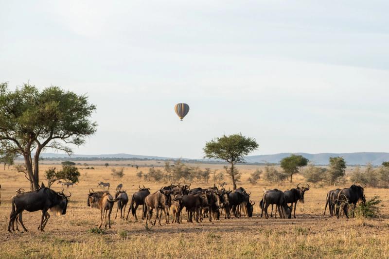 Relax as you roam along with the Great Migration at Singita Faru Faru