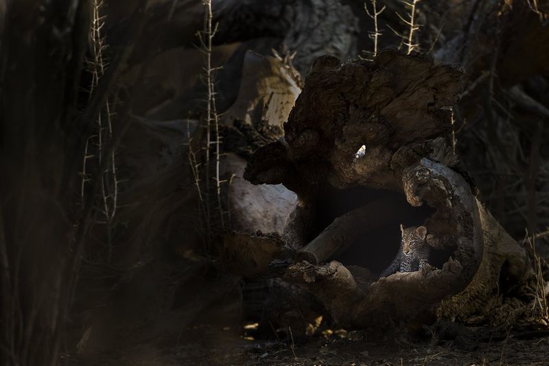Alistair Swartz - A tiny leopard cub hides in a fallen hollow tree.