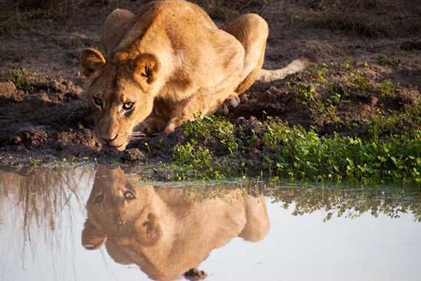 From the Rhino Africa Flickr Group – Photography by Jonathan Khoo