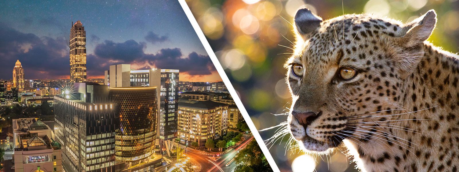 Big City Lights to Safari Sights: City and Safari Tours in Africa