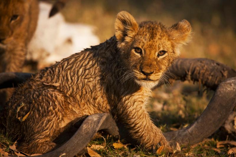 zarafa-camp-wildlife-lions-03