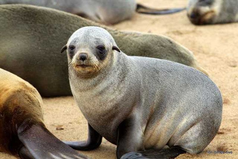 Cape fur pup at the Cape Cross Seal Reserve. "The sights, sounds and smells are staggering, Cape Cross is a breeding colony and there are hundreds of seals here, thousands. We watched for hours. The sounds they make have been compared to barnyard animals, there is barking and baaing, mooing and clucking. So entertaining! I liked watching the pups wrestle, so cute and funny."