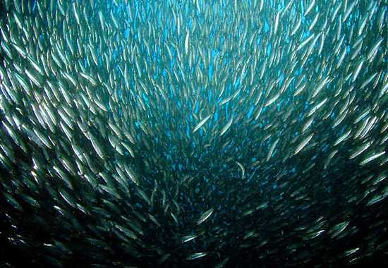 And the sardines are off...