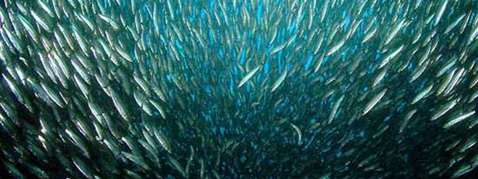 And the sardines are off...