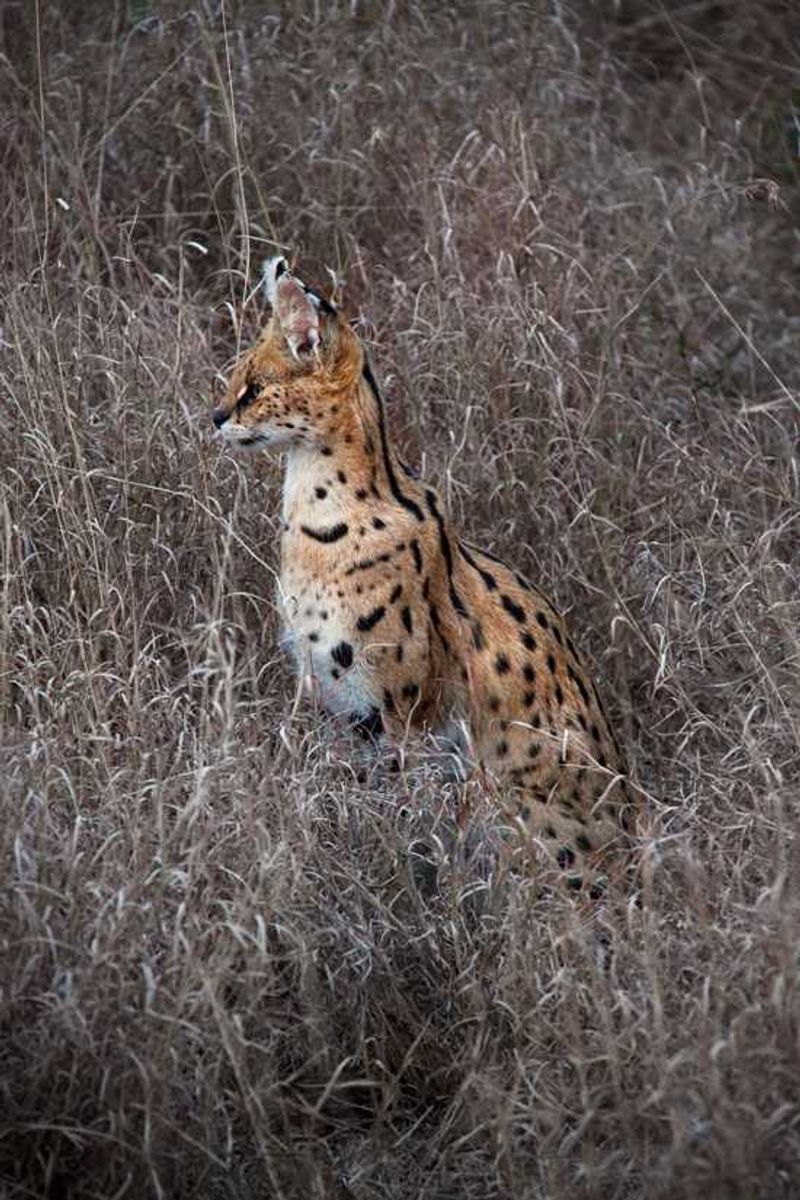 A Serval
