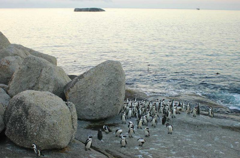 Boulders Beach