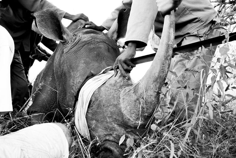Nashorn wird umgesiedelt