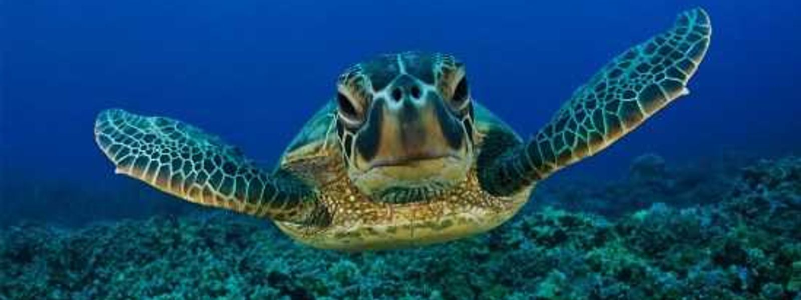 Celebrating World Turtle Day 2013
