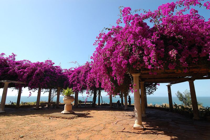 Flowers in Maputo