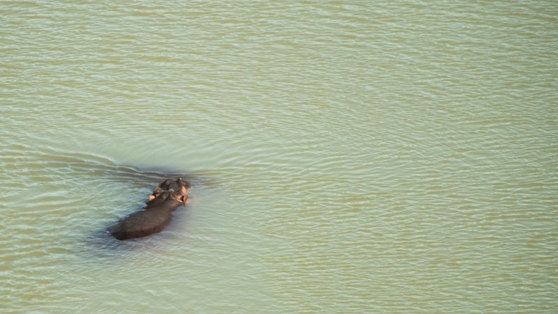 Hippos everywhere in Gonarezhou National Park